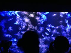 -香港海洋公园
