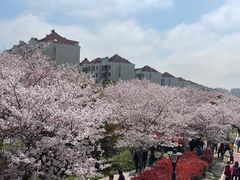 -高东镇樱花园