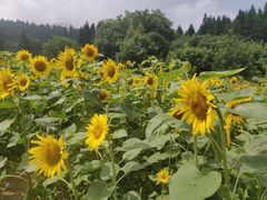 -武陵山森林公园