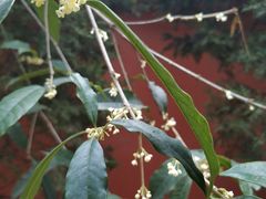 -长春观斋补堂素菜馆
