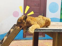 -大连森林动物园