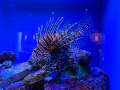 -上海海洋水族馆