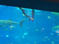 -成都浩海立方海洋公园