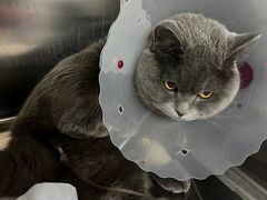 -瑞派·关忠动物医院·异宠专科·犬猫肿瘤·皮肤专科(望京店)