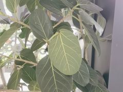 -gaga(深圳南山益田假日广场店)