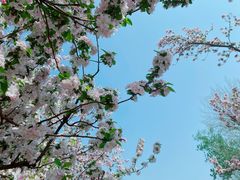 -海棠花溪(元大都城垣遗址公园)