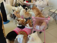 -怪兽屋·羊驼·猫咖·狗咖(俊华广场店)
