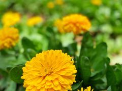-陕西省西安植物园