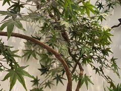 -耳艺采耳·足疗·按摩SPA(市桥店)