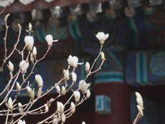 -颐和园