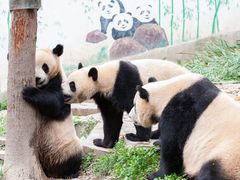 -中国大熊猫保护研究中心雅安碧峰峡基地