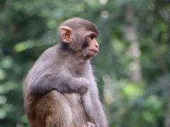 -西双版纳原始森林公园