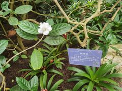 -南山植物园