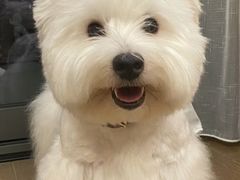 -萌宠之家·腊肠犬·马尔泰·小体犬舍