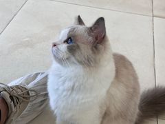 -怪兽屋·羊驼·猫咖·狗咖(俊华广场店)