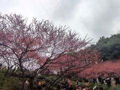 -重庆彩云湖湿地公园