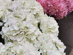 -溪岸路花鸟市场