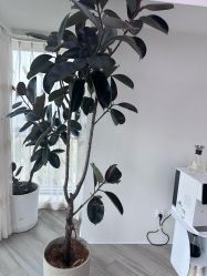 -HEYAN荷妍专业脱毛连锁机构