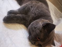 -北京观赏动物医院·24小时大型综合·猫专科·异宠专科