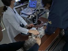 -喜多萌中农锦绣动物医院24H·猫科·牙科MRI·CT