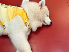 -和它·交个朋友·狗咖猫咖(爱琴海店)