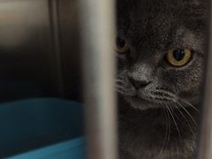 -瑞派宠物医院·犬猫全科·猫友好(宾水西道店)