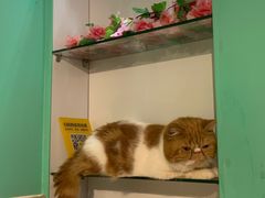 -绒爪撸猫下午茶·猫咖