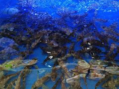 -海月湾海景餐厅( 嵊泗本地老字号店)