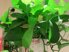 -九府羊鲜羊火锅·烧烤(任丘东风美食街店)
