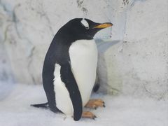 -芜湖新华联大白鲸海洋公园