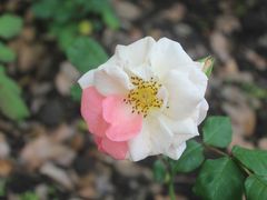 -上海鲜花港