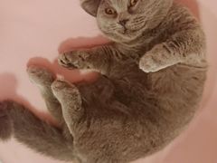 -三花喵·撸猫购宠·宠物生活馆(虹桥南丰城店)