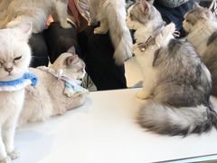 -怪兽屋·羊驼·猫咖·狗咖(俊华广场店)