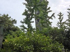 -上海佘山国家森林公园天马山园