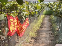 -马陆小张葡萄园农家乐