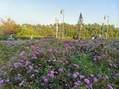 -深圳湾公园(南山区)