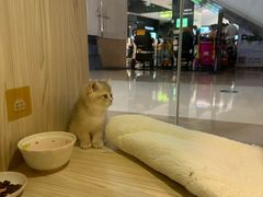 -屋虎猫馆(宝安大仟里店)
