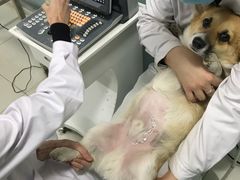 -中农大我爱我爱24h动物医院·中医针灸·猫专科·骨科医疗中心(双井店)
