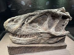 -自贡恐龙博物馆