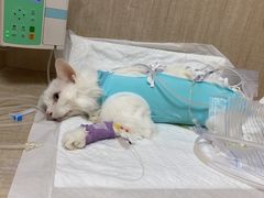 -北京观赏动物医院·24小时大型综合·猫专科·异宠专科