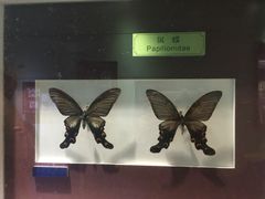 -上海昆虫博物馆