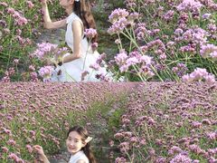-紫颐香薰山谷景区