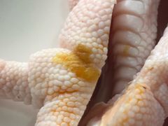 鸡爪-傣妹火锅(狮子桥店)