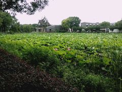 -荷塘月色湿地公园·向阳花洲