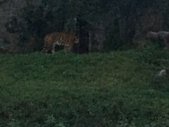 -清迈夜间动物园