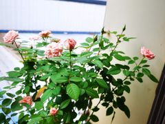 -来龙里 精致 东南亚餐室(万象城店)