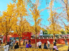 -三里屯东五街银杏大道