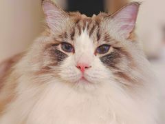 -爱洗澡的猫(望京店)