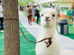 -萌宠亲子动物乐园(槐房万达店)