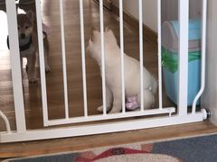 -柴犬小屋·柴餐厅·狗咖食堂(金鼎广场店)